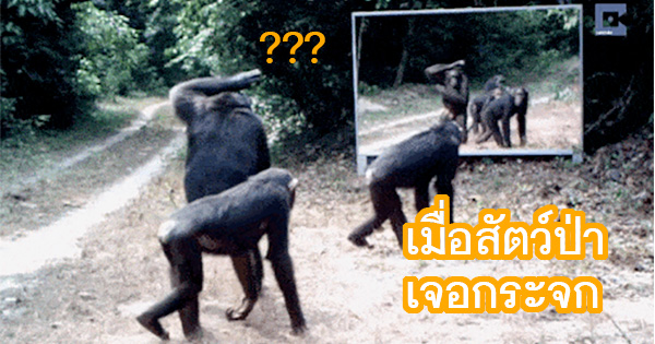 เมื่อสัตว์ทั้งหลายเจอกระจกในป่า จะฮาสักแค่ไหน
